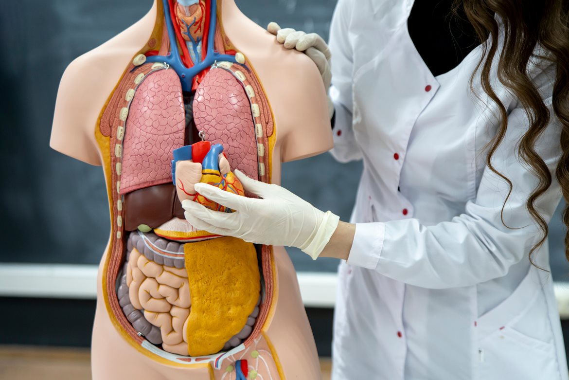 Human Anatomy Lab - Human Biology and Integrated Pathology